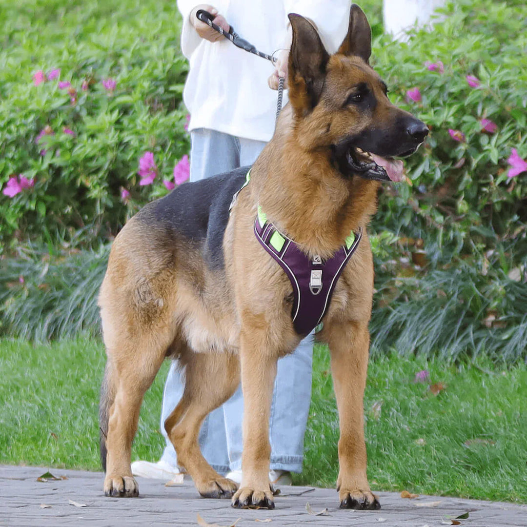 Anti-Trek Dog Harness with Comfort Padding – PullFree-Blue-S-Nora Luxe