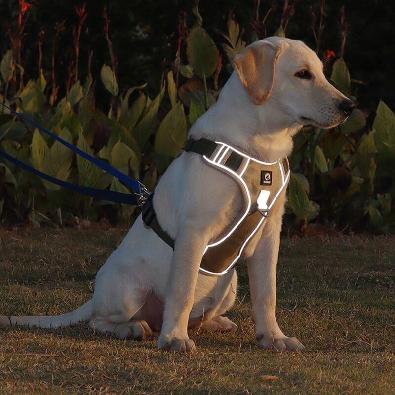 Anti-Trek Dog Harness with Comfort Padding – PullFree-Blue-S-Nora Luxe