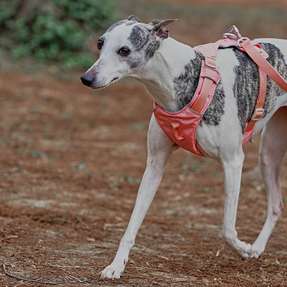 Anti-Trek Dog Harness with Multi-Functional Leash - AquaCool-Harness - Beige-XS-Nora Luxe