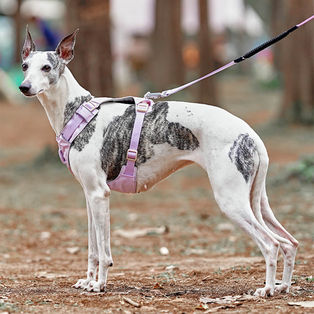 Anti-Trek Dog Harness with Multi-Functional Leash - AquaCool-Harness - Beige-XS-Nora Luxe
