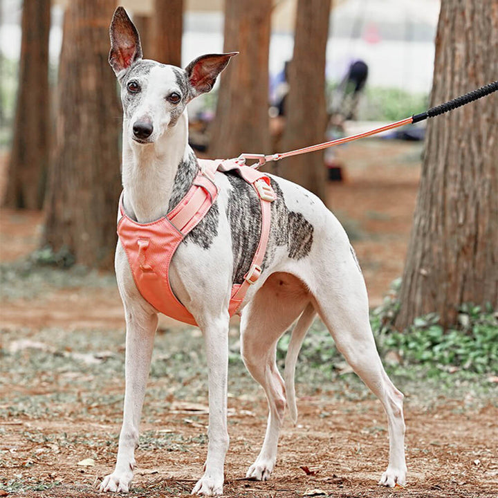 Anti-Trek Dog Harness with Multi-Functional Leash - AquaCool-Harness - Beige-XS-Nora Luxe