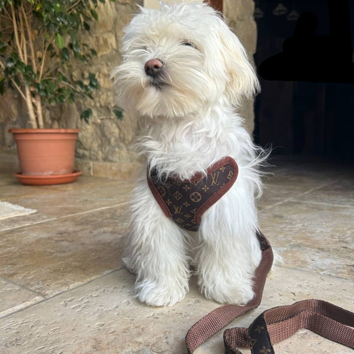 Dog Harness and Leash Set – PawLuxe-XS-Nora Luxe