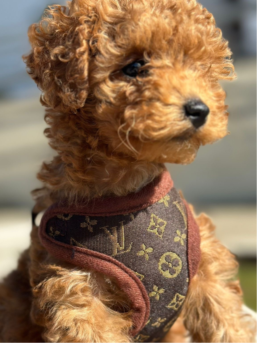 Dog Harness and Leash Set – PawLuxe-XS-Nora Luxe