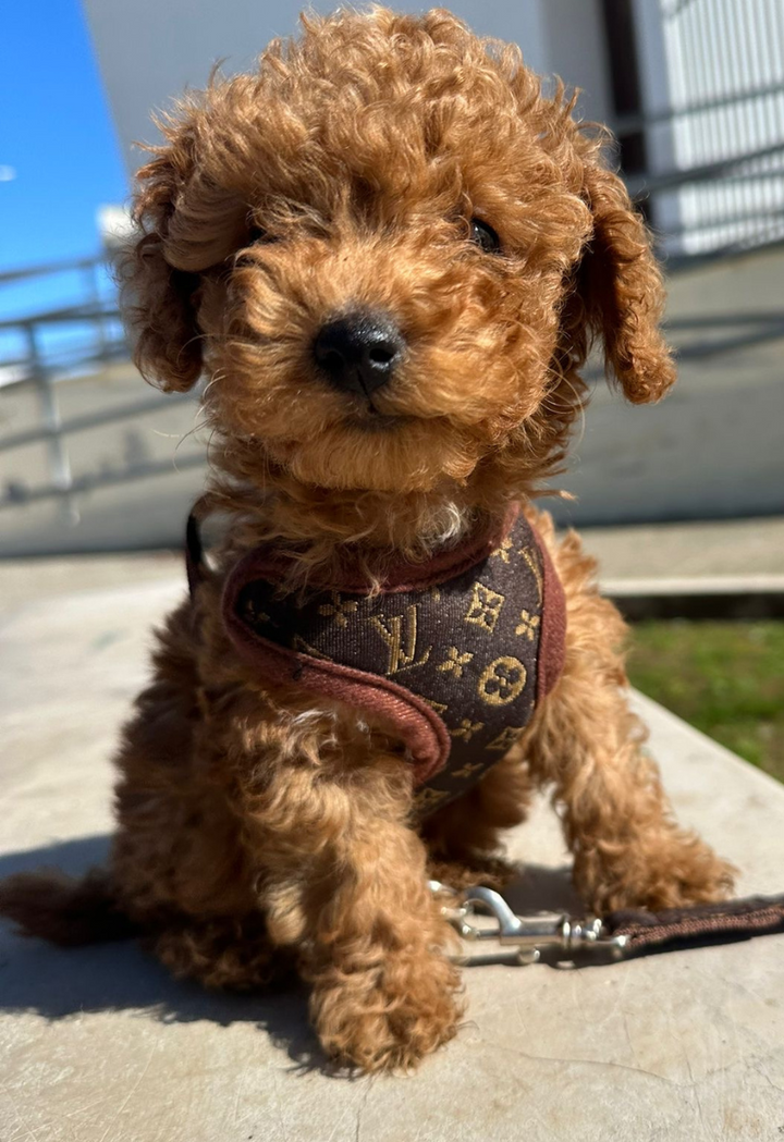 Dog Harness and Leash Set – PawLuxe-XS-Nora Luxe