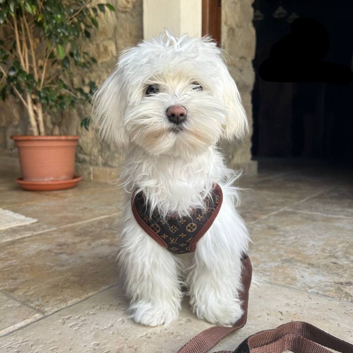 Dog Harness and Leash Set – PawLuxe-XS-Nora Luxe