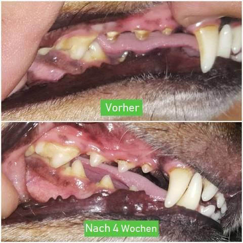 Dog Toothbrush - ChewyClean-M-Nora Luxe