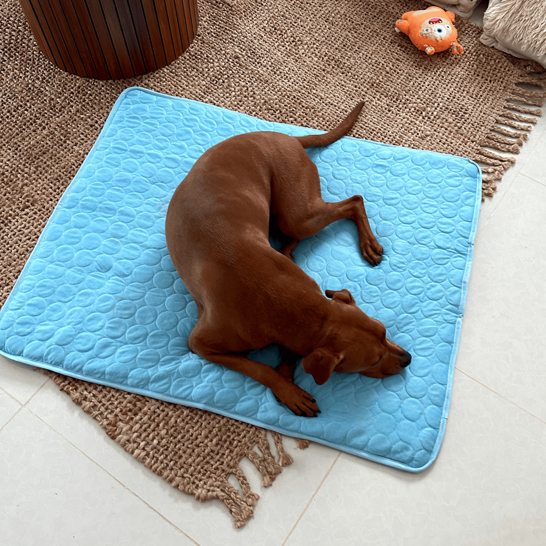 Innovative Cooling Mat for Dogs (4x Cooling Power) - ChillComfort-Light blue-XS-Nora Luxe