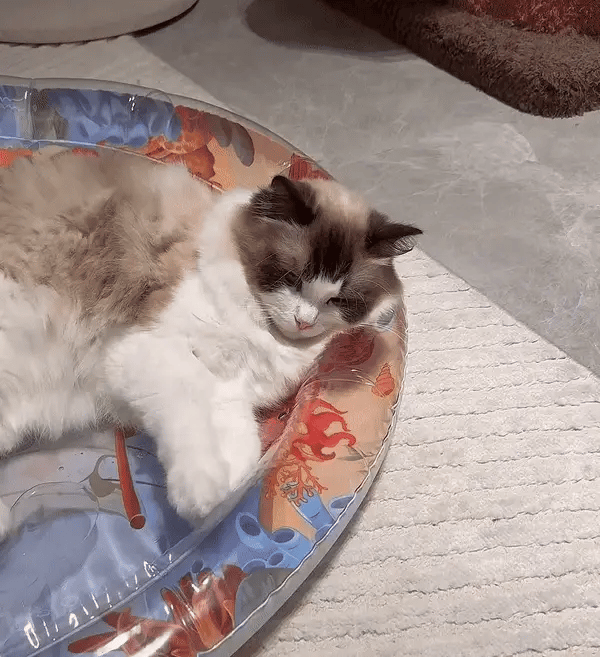 Interactive Cat Play Mat - PurrPulse-Nora Luxe