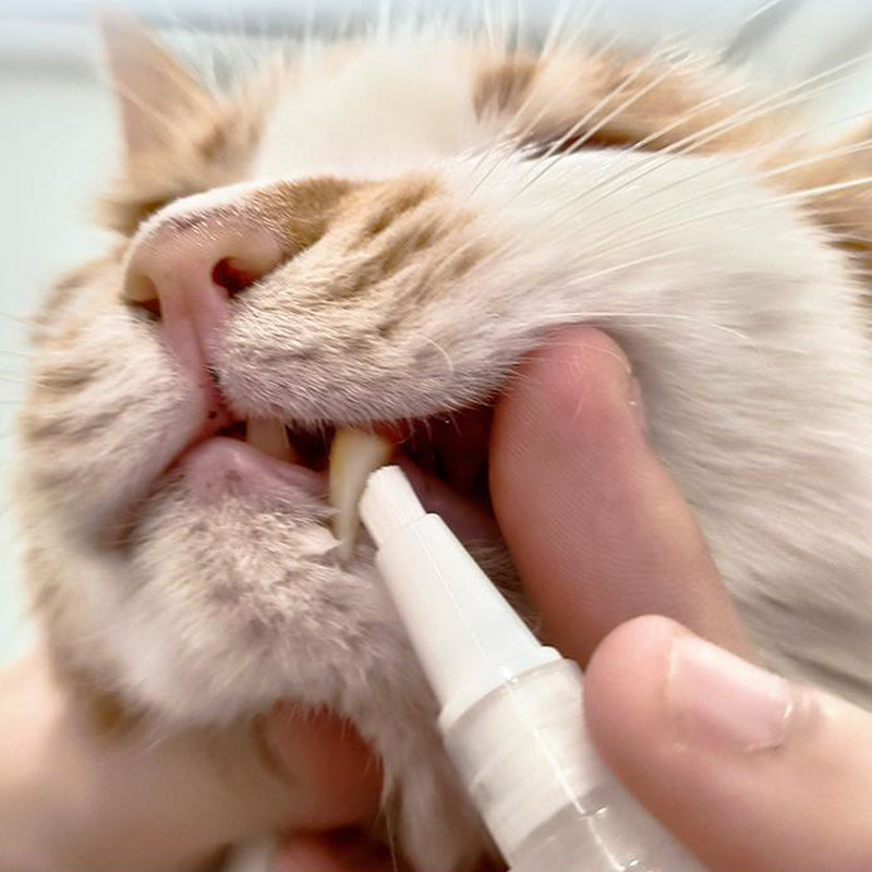 Pet Toothbrush Pen - PetSmile-1 piece-Nora Luxe