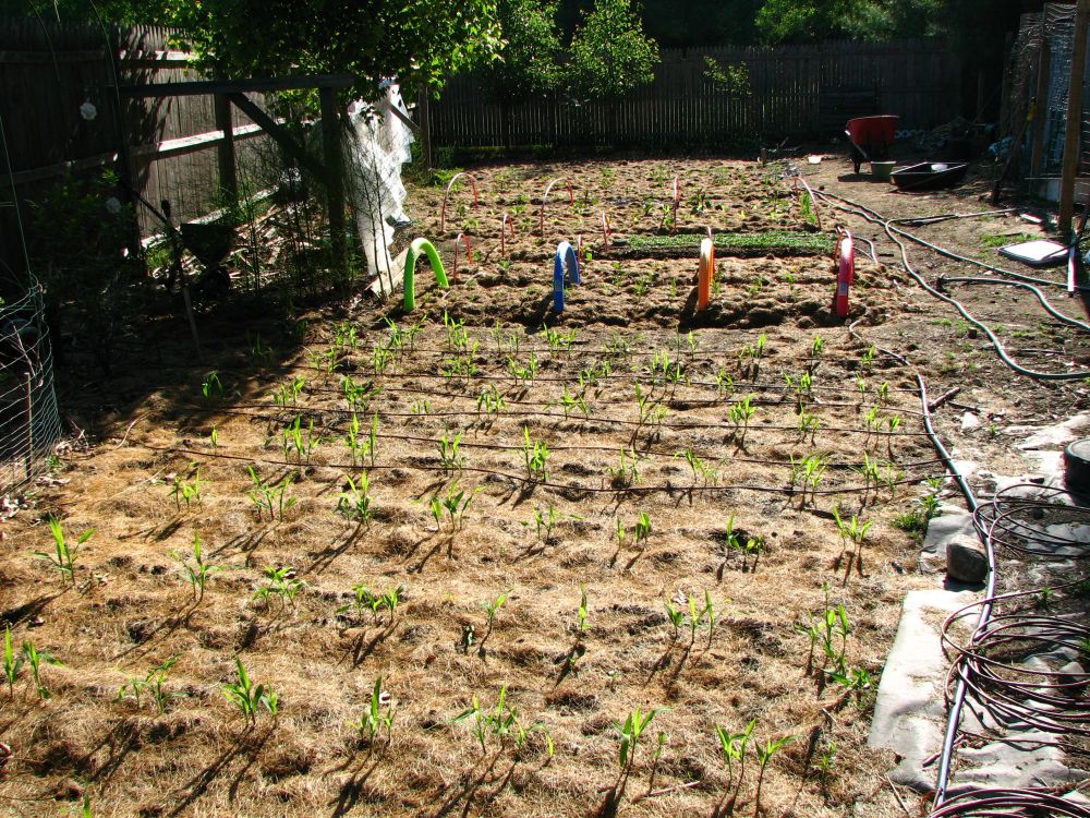 Refreshing Irrigation System - AquaCool-5M (5 sprinklers)-Nora Luxe